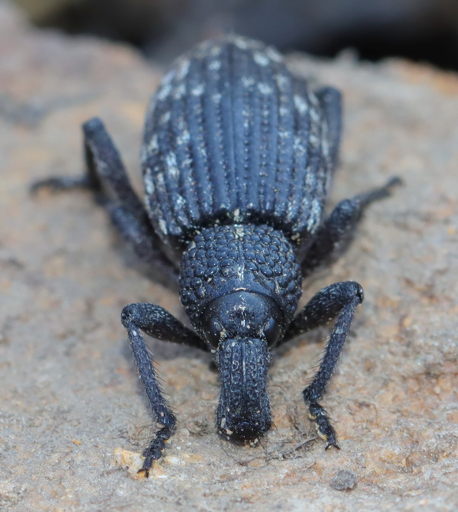 Dimple Donkeyface Weevil