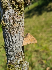 Euselasia thucydides