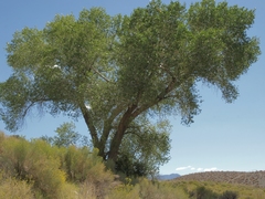 Populus fremontii fremontii