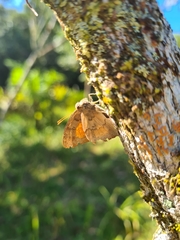 Euselasia thucydides