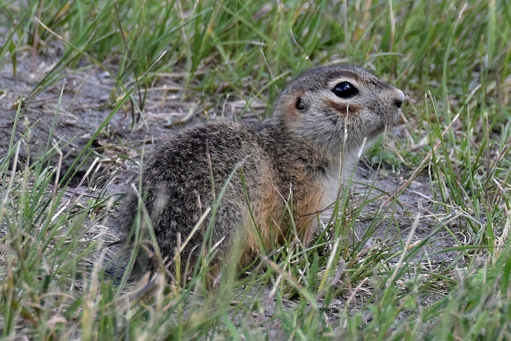 Red-cheeked Ground Squirrel from Алтайский край, Россия on June 14 ...