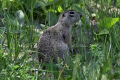 Spermophilus erythrogenys