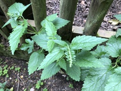 Scutellaria altissima