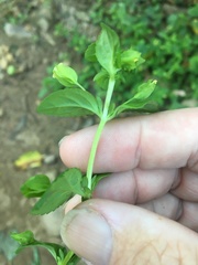 Mecardonia procumbens