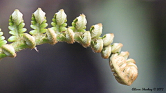 Pteridium aquilinum decompositum