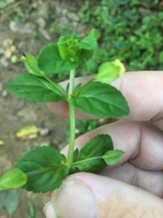 Mecardonia procumbens