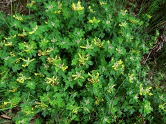 Chamaecytisus supinus