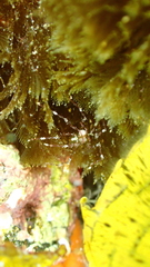 Nymphon brevirostre