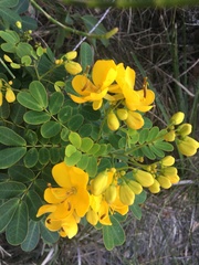 Senna pendula glabrata