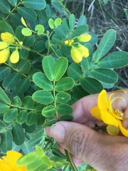 Senna pendula glabrata