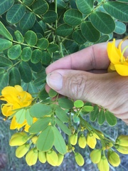 Senna pendula glabrata