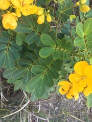 Senna pendula glabrata