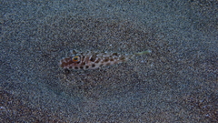 Sphoeroides marmoratus