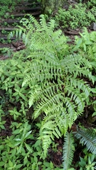 Diplazium viridissimum