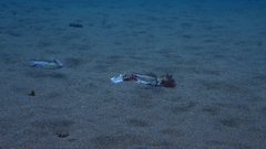 Canthigaster capistrata