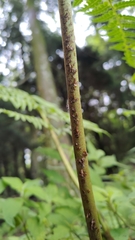 Diplazium viridissimum