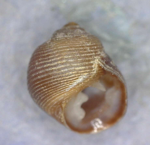 Pedipes mirabilis observed 2018-02-05