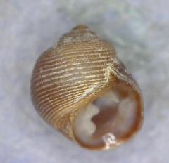 Pedipes mirabilis