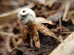 Geastrum austrominimum