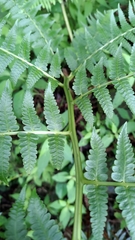 Diplazium viridissimum