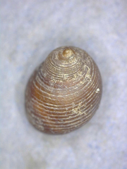 Pedipes mirabilis