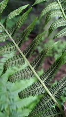 Diplazium viridissimum