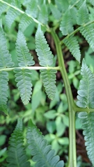 Diplazium viridissimum