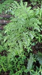 Diplazium viridissimum