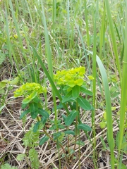 Euphorbia jenisseiensis