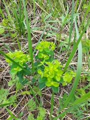 Euphorbia jenisseiensis