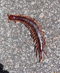 Scolopendra multidens