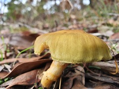 Cortinarius austrovenetus