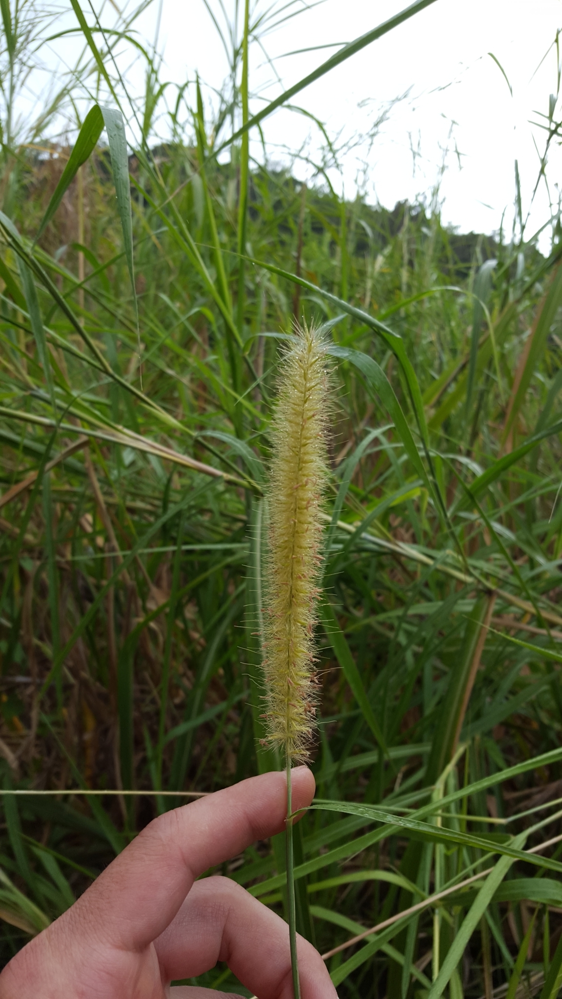 (c) François Rousseu, certains droits réservés (CC BY-NC) https://www.inaturalist.org/observations/82976145