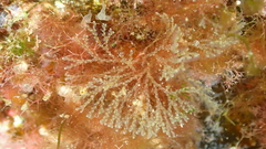 Bugulina