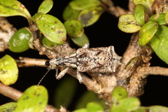 Agathinus tridens