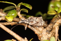 Agathinus tridens