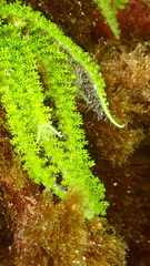 Caulerpa webbiana