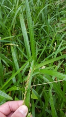 Stenotaphrum dimidiatum