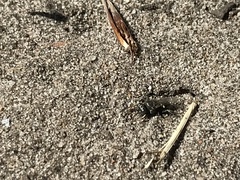 Oxybelus bipunctatus