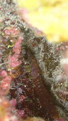 Lepadogaster candolii