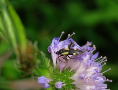Alloeonotus fulvipes