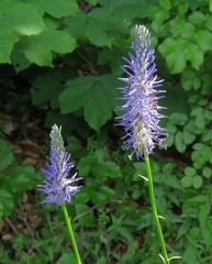 Phyteuma persicifolium