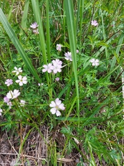 Silene linnaeana