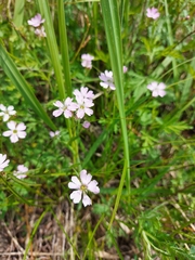 Silene linnaeana