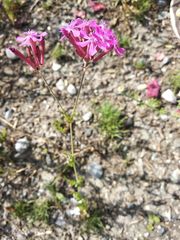 Atocion armeria