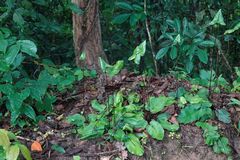 Mickelopteris cordata