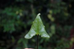 Mickelopteris cordata