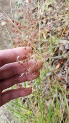 Melinis repens