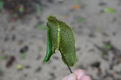 Mickelopteris cordata