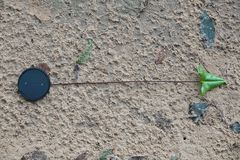 Mickelopteris cordata